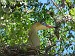 3-Parque el palmar-heron siffleur sur son nid